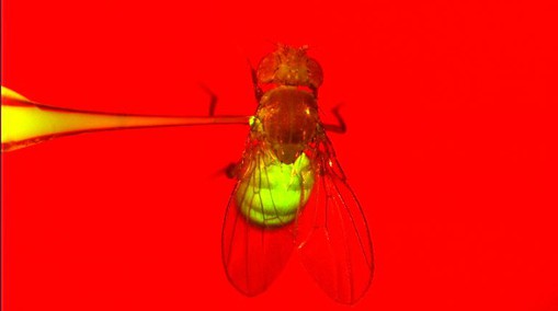 Adult fly injected with GFP expressing bacteria