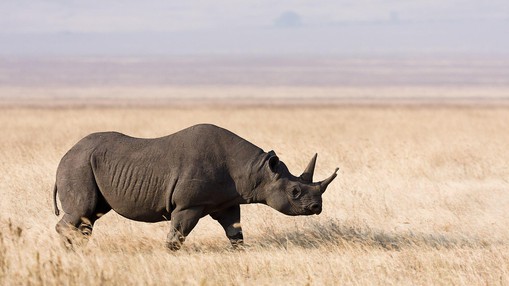 Black rhinoceros by By Ikiwaner, Wikimedia