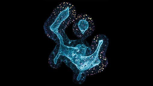 In a galaxy not so far, far away… Jakob J. Langer, Postdoctoral researcher, Lutolf Lab.